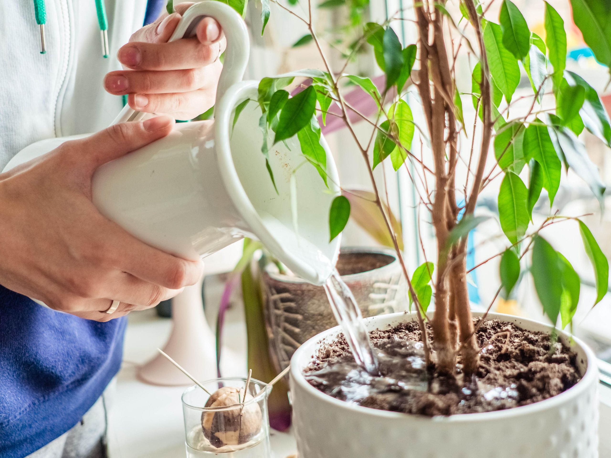5 tips to save an overwatered plant | Tom's Guide