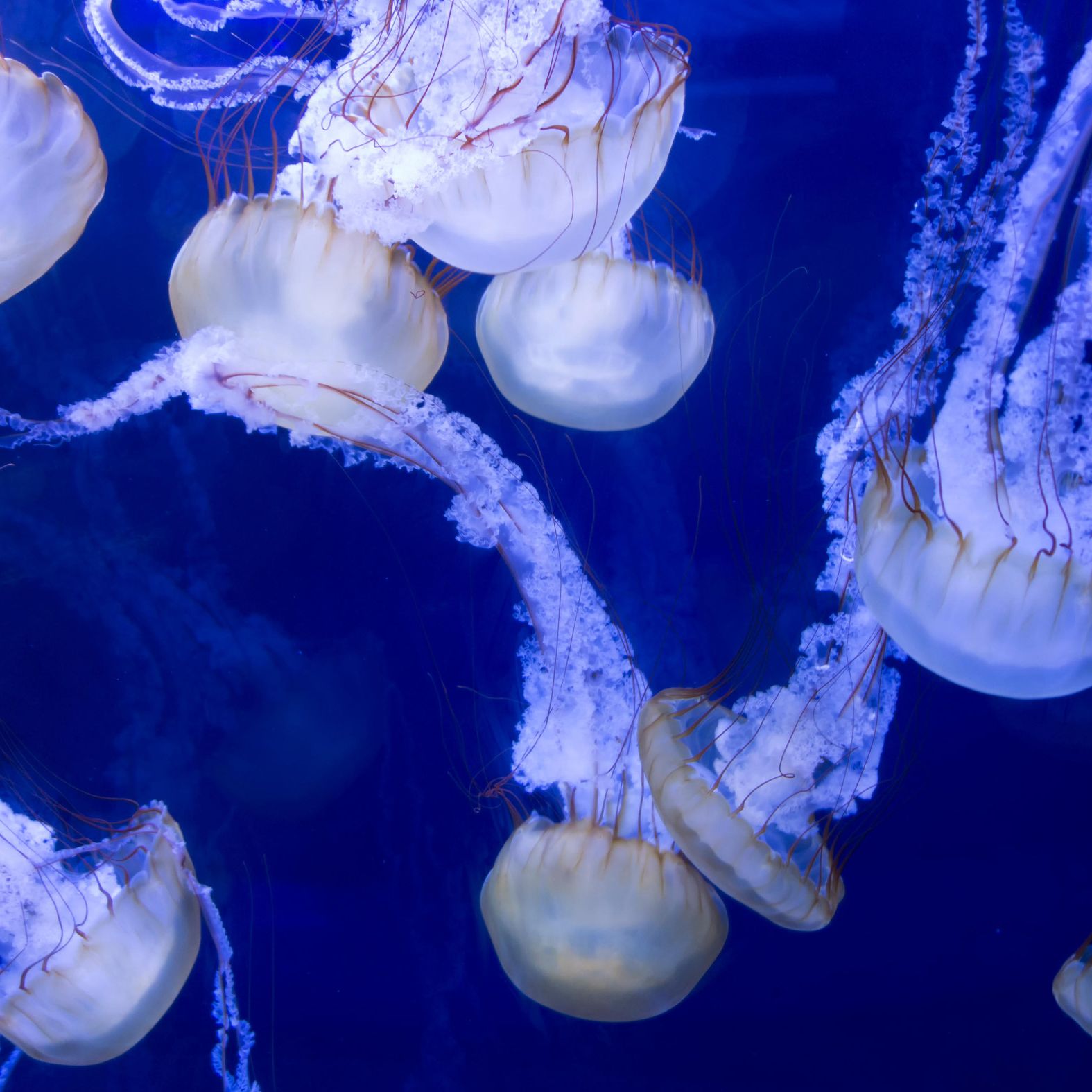 Why are thousands of stinging jellyfish crowding the Rhode Island