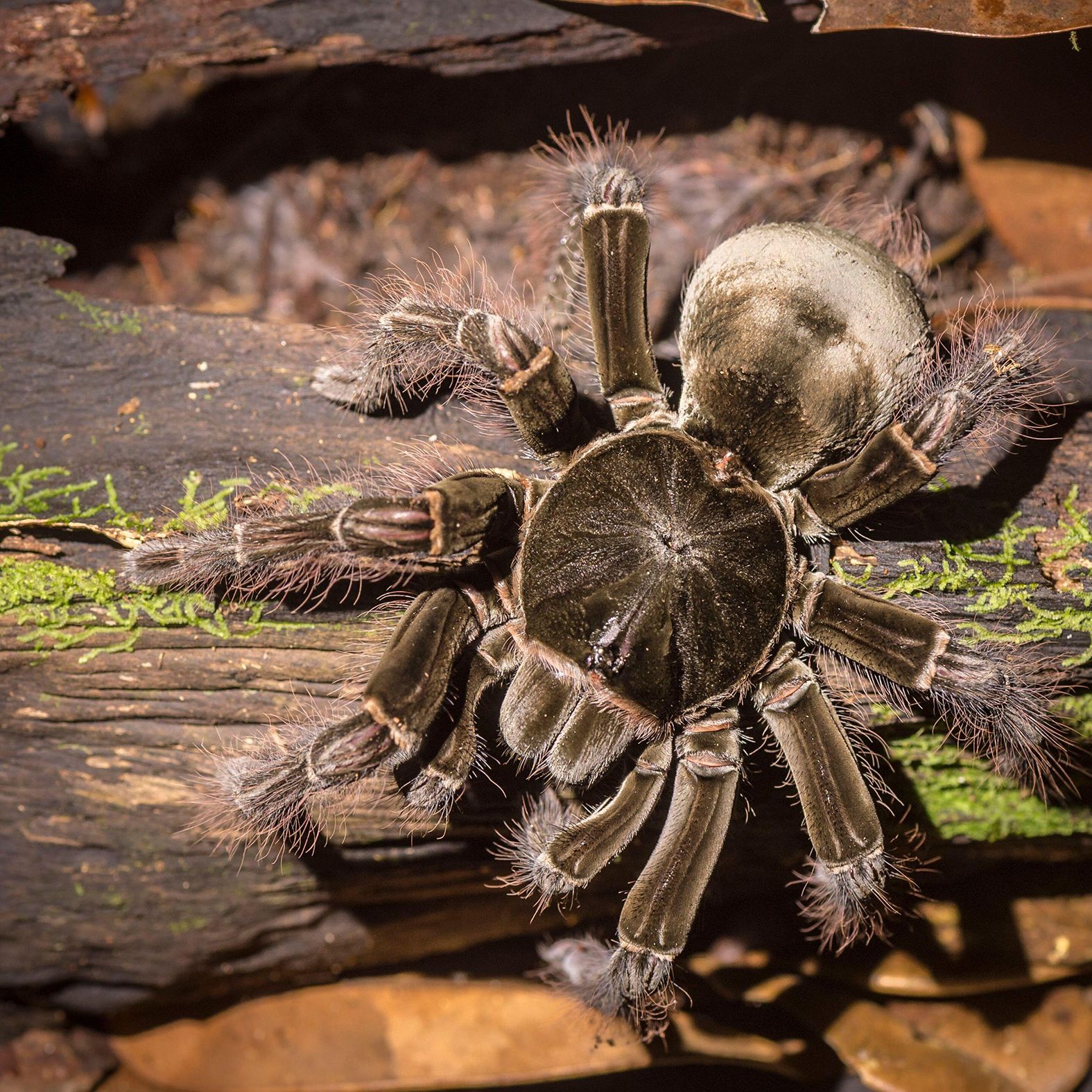 Largest Prehistoric Land Spider
