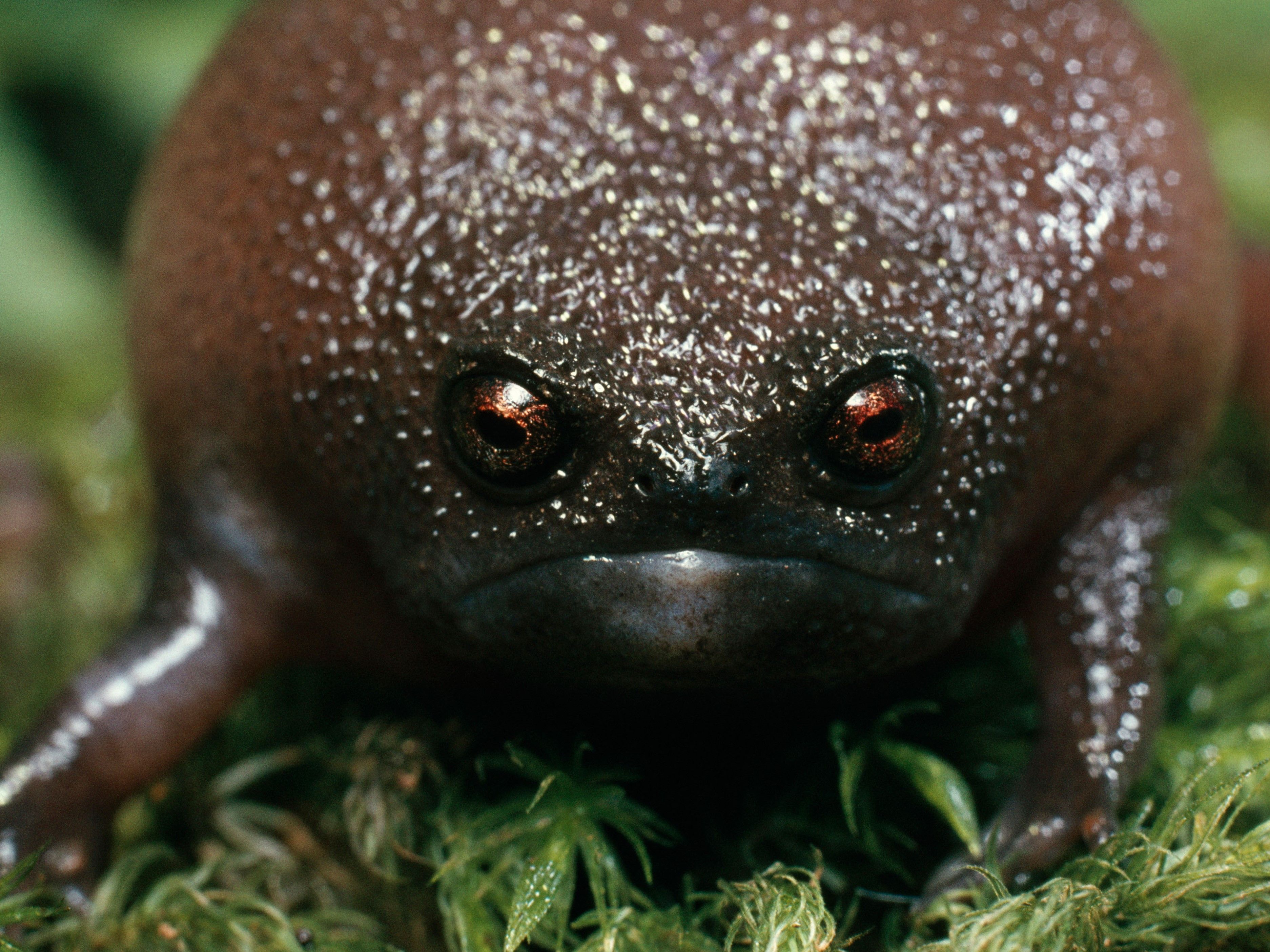 “The Black Rain Frog: Nature’s Grumpiest Creature with an Incredible ...