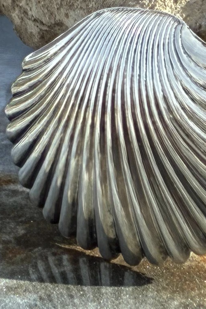 OldMexicoSilverShop, Vintage Sterling Silver Beach Seashell Brooch