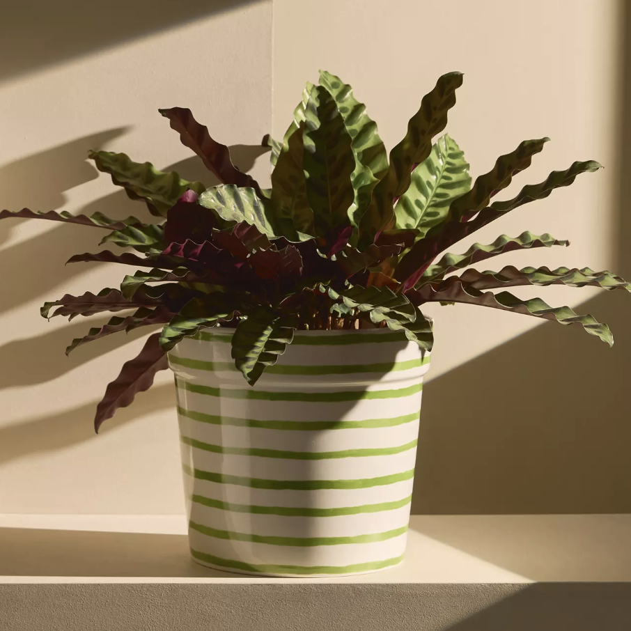 green striped plant pot