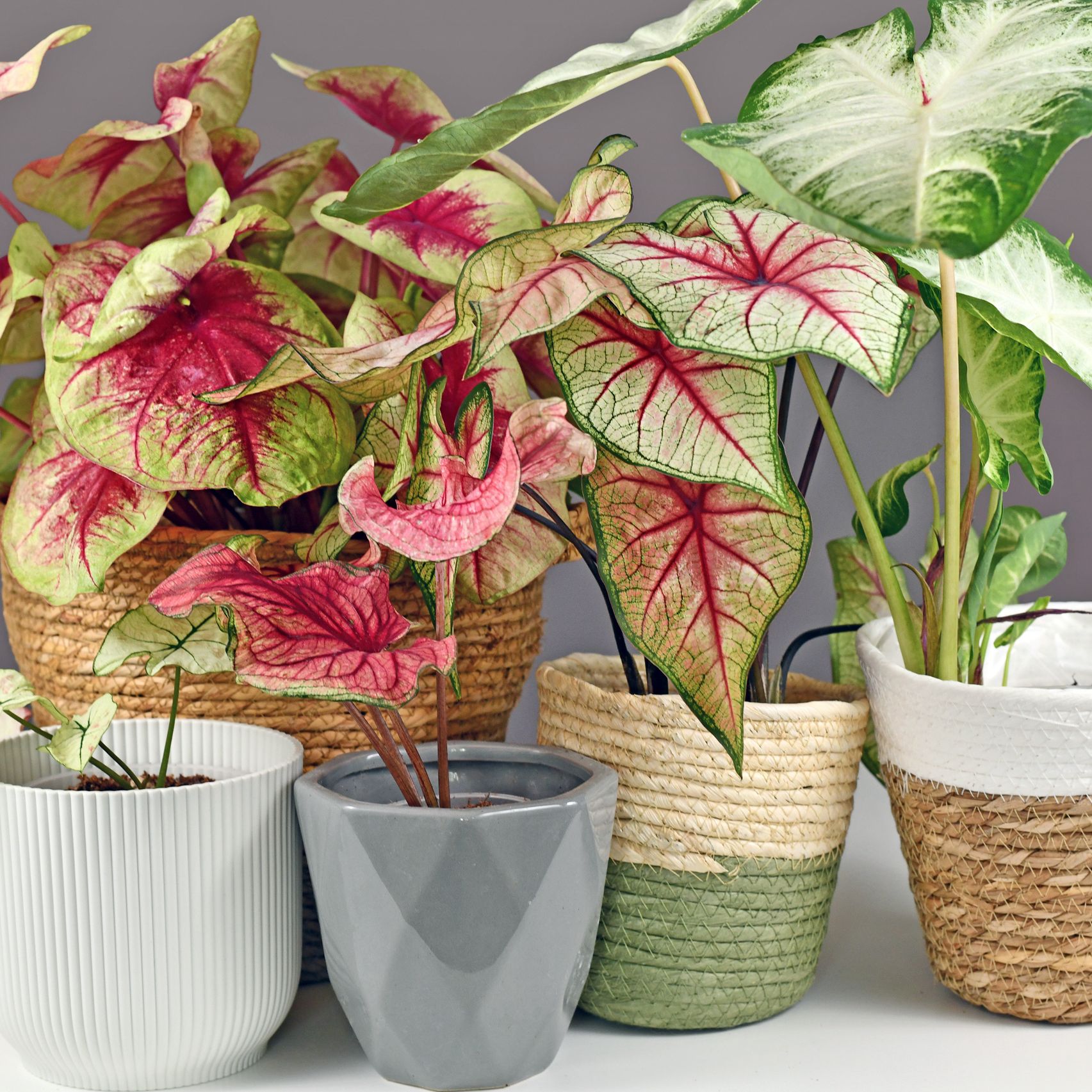 10 best indoor plants to add color chosen by garden experts | Livingetc