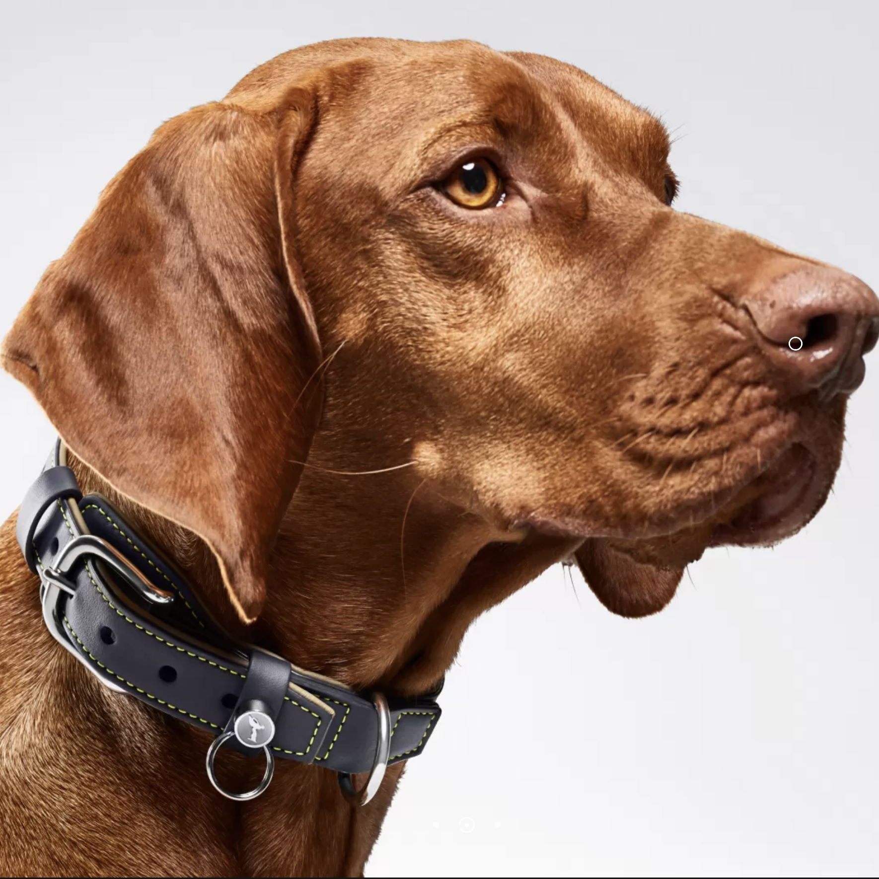 Rolls-Royce dog collar