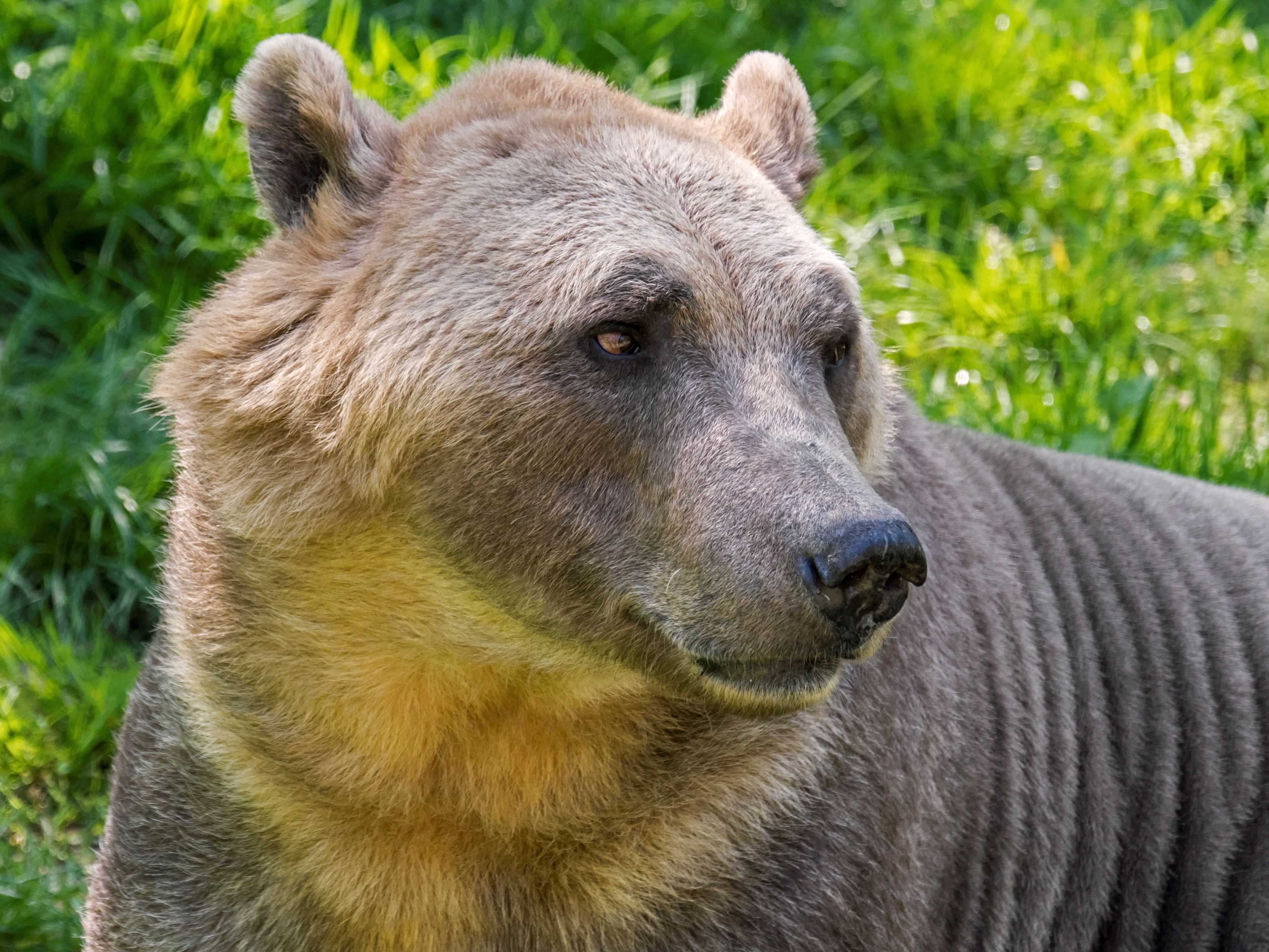 Grizzly Bears Eat Snakes