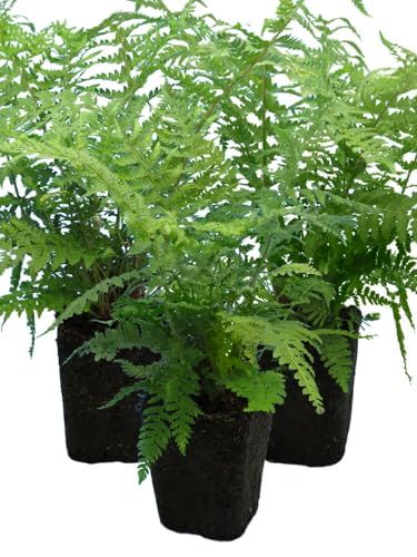 Shield Fern X 3 &amp;ndash; Hardy Evergreen Ferns for Shade &amp;ndash; Outdoor Plants for Borders, Woodland Gardens, Patios &amp;ndash; Uk Grown- 1l Rootball Ready to Plant- Pot Not Included - Supplied With Peat Free Compost