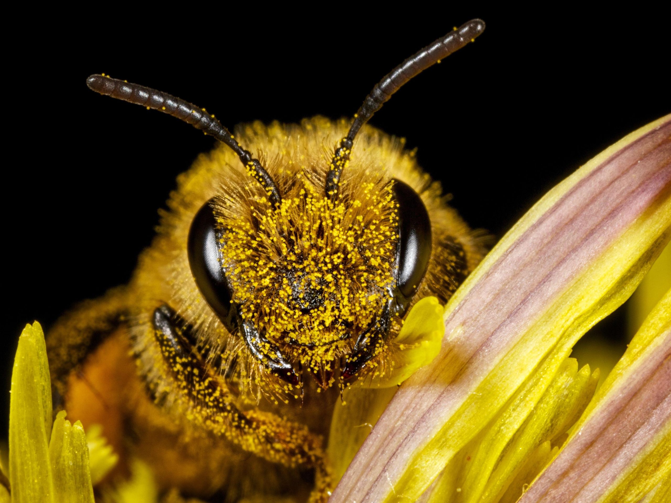 What Color Is A Honey Bees Head