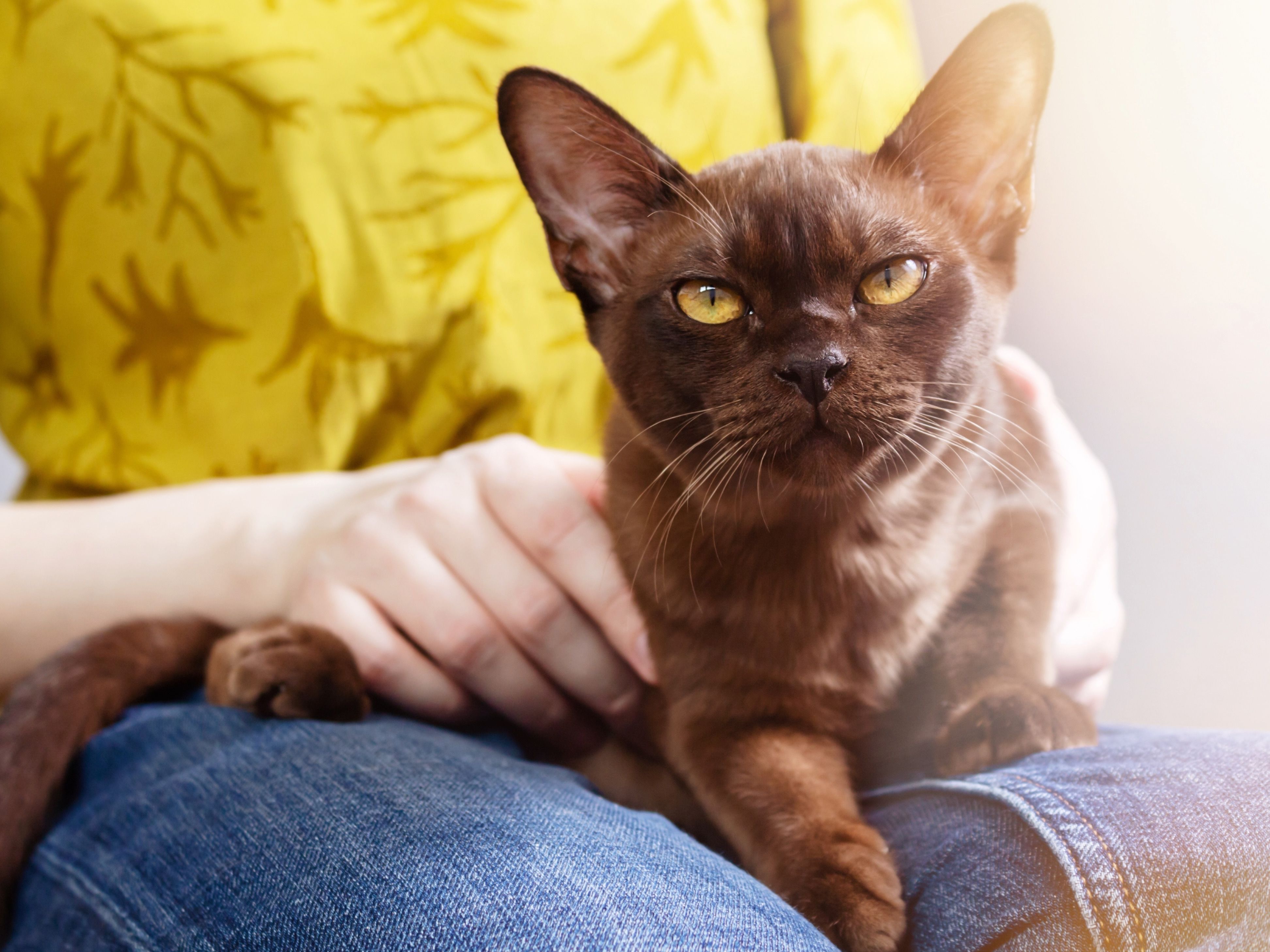 best cat food for hair loss
