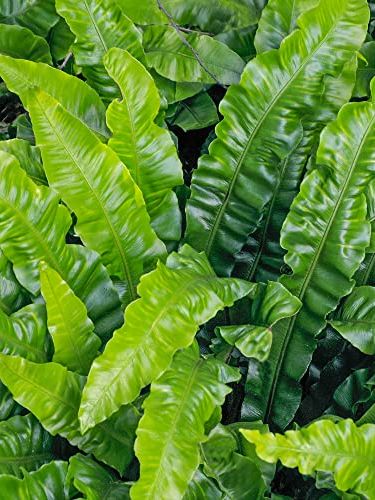 Asplenium Scolopendrium Harts Tongue Fern Outdoor Garden Evergreen Hardy Compact