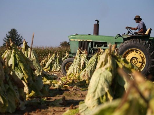 where sells tobacco near me Tobacco Store Near Me?