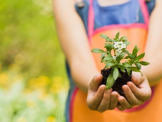 Do plants have feelings? | The Week