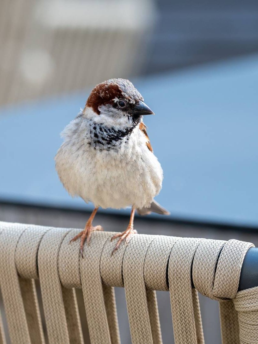 Bird on patio furniture