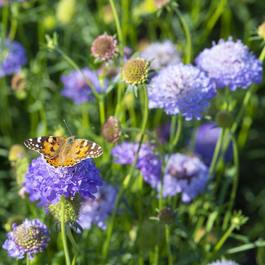 Lilac scabious blooms with butterflies