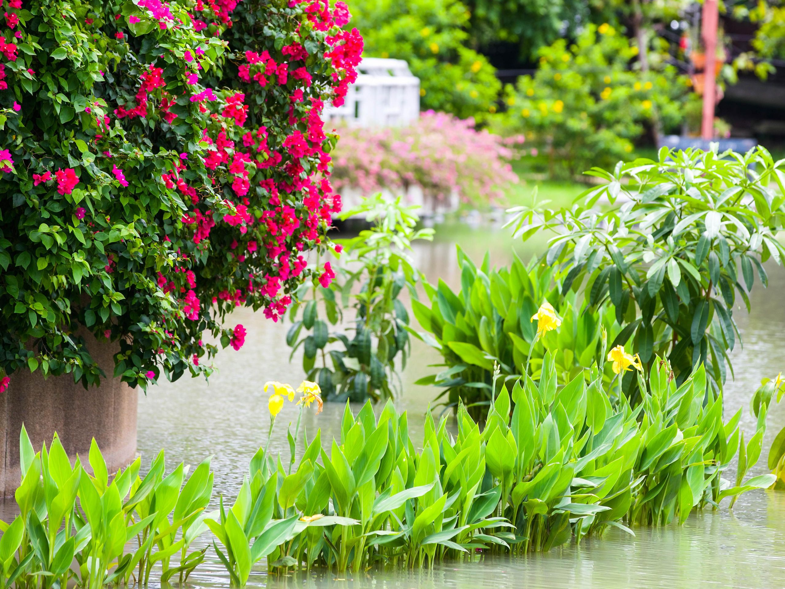 7 flood-tolerant plants to protect your yard from heavy rain | Tom's Guide, image size:2560x1920