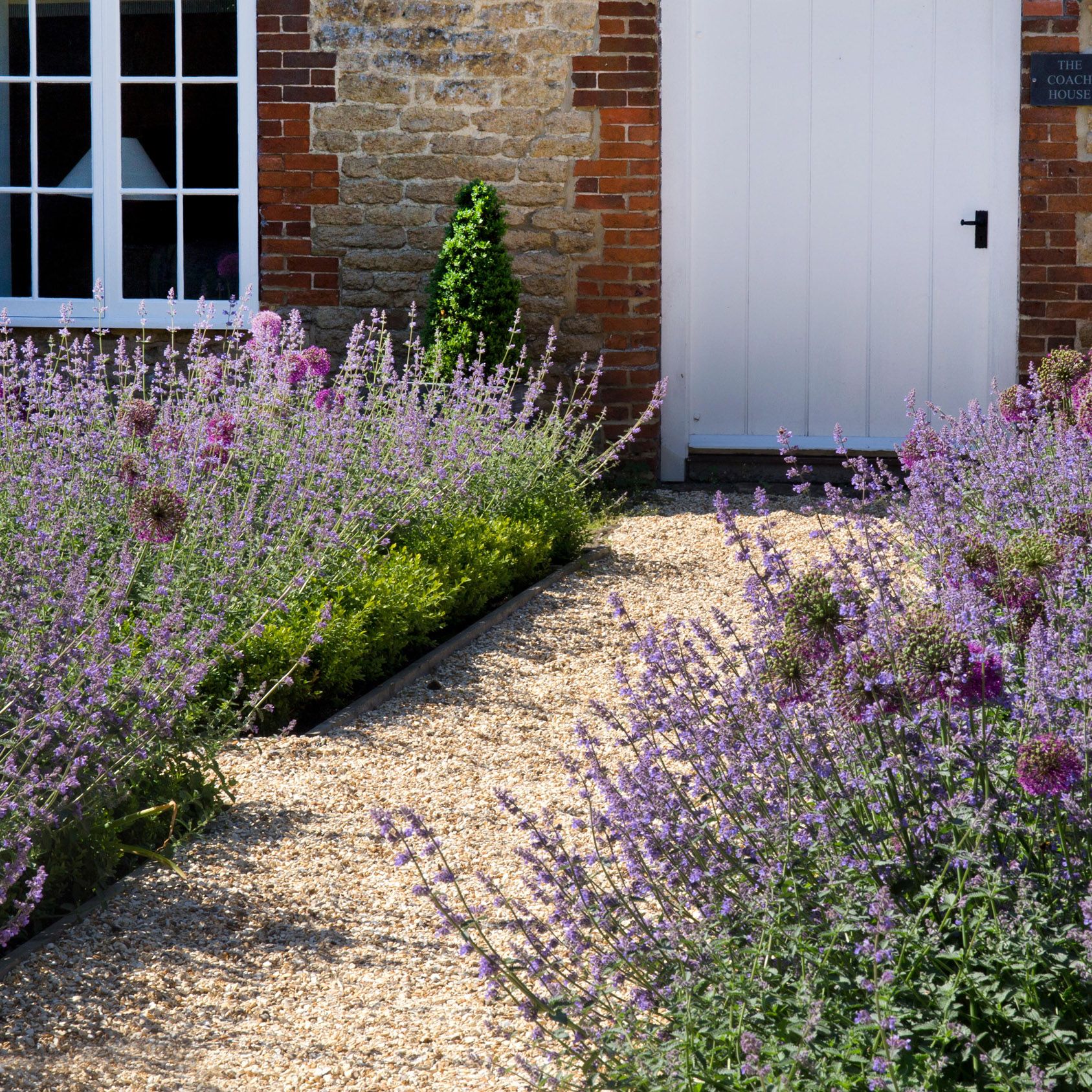 How to grow lavender: a step-by-step guide to growing this pretty perennial  | Gardeningetc