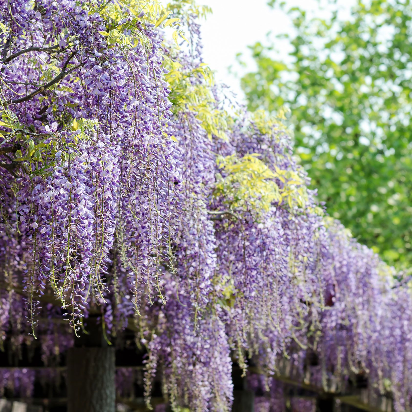 Top reasons your wisteria is not flowering | Gardeningetc