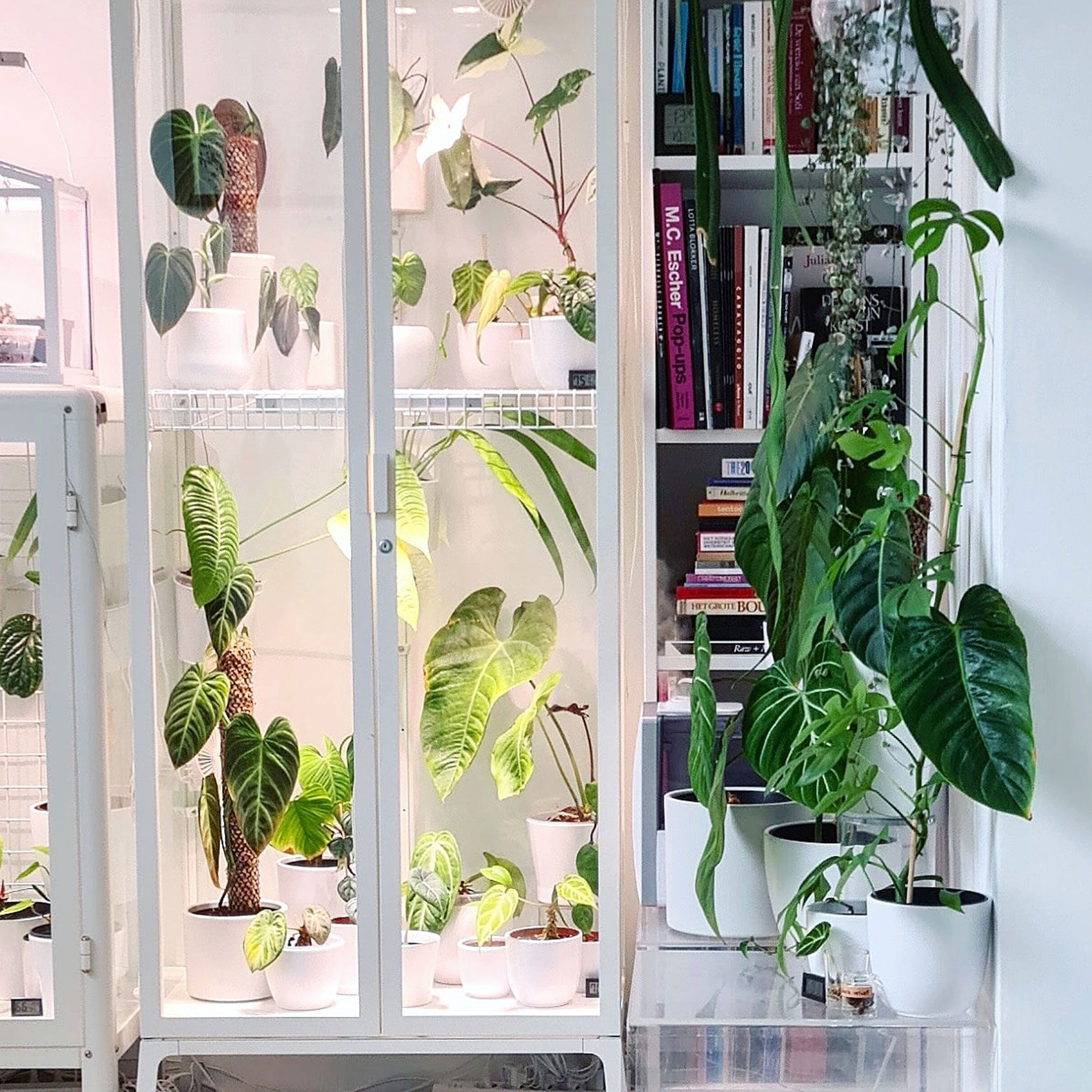 The IKEA greenhouse cabinet is the ultimate IKEA hack for plant lovers |  Gardeningetc
