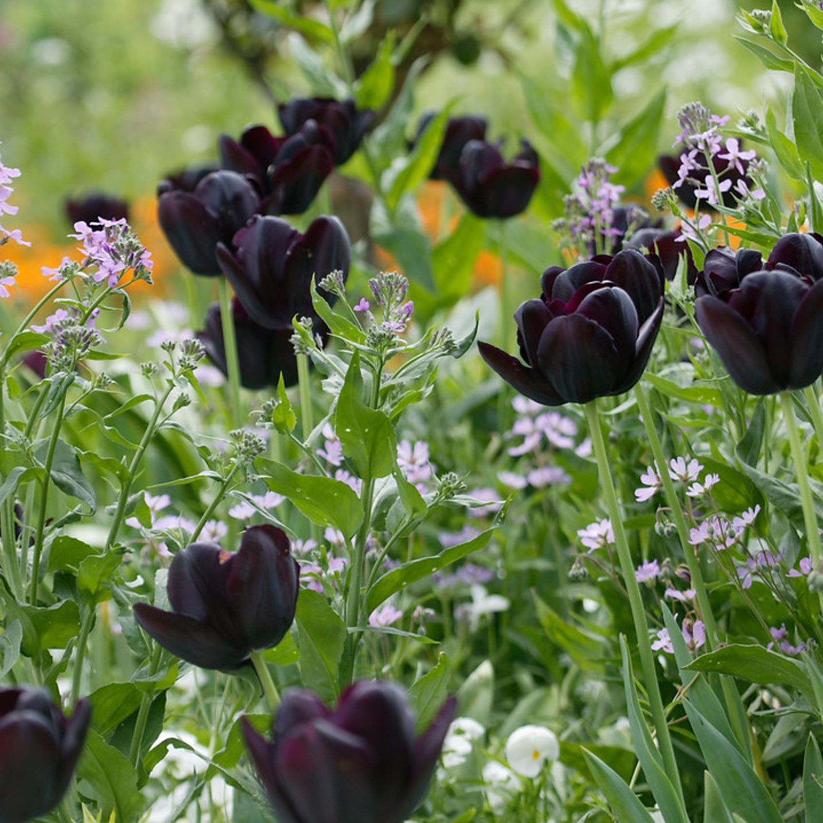 The best black plants: introduce dark and dramatic colours to your space |  Gardeningetc