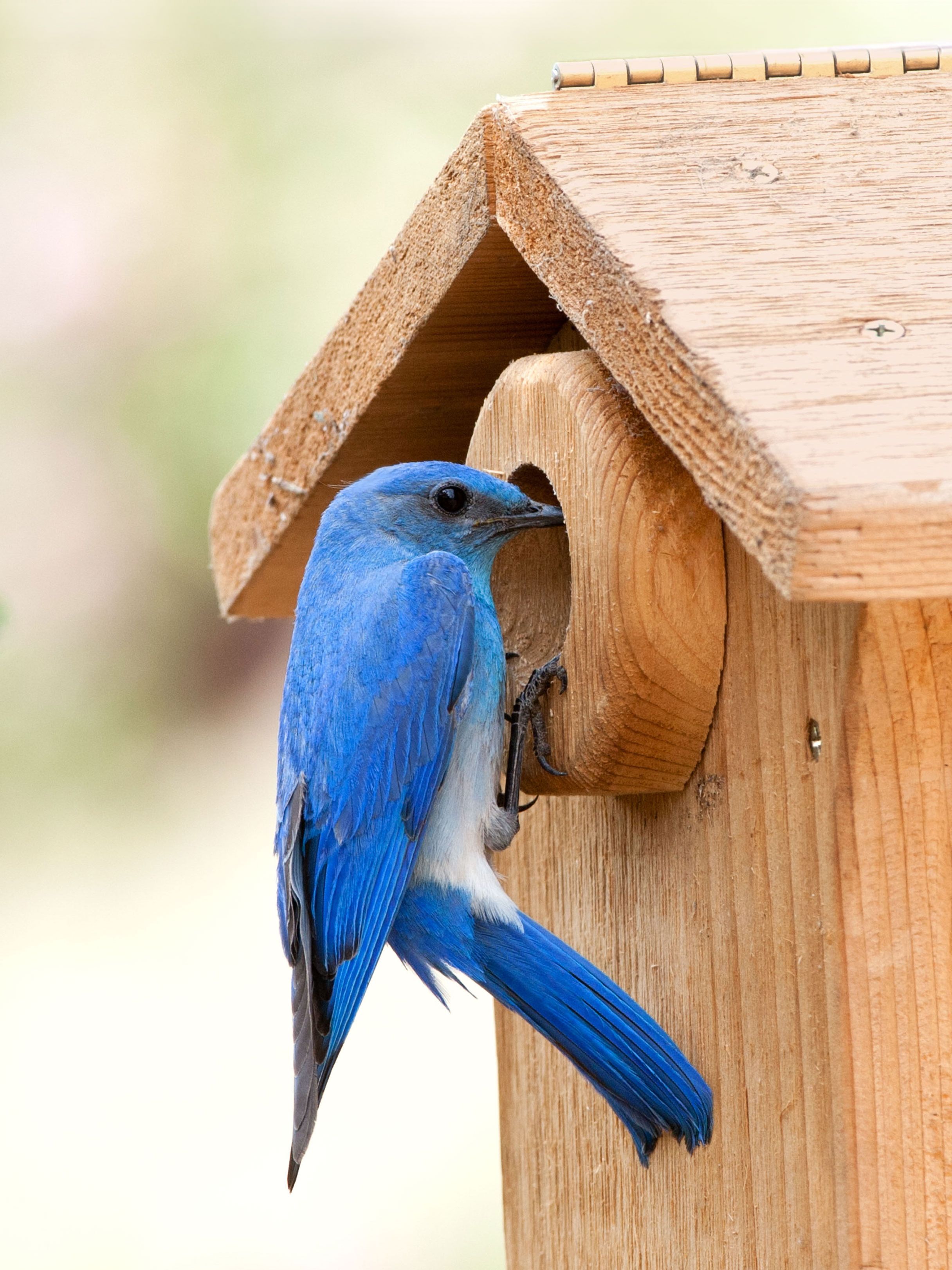 mountain bluebird perched outside bird house with camera