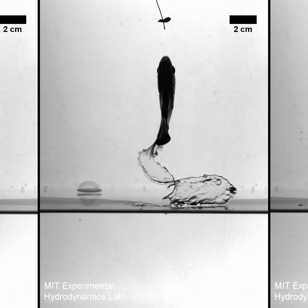 Taking the Leap: Archerfish Snag More Prey with Amazing Jumps | Live Science