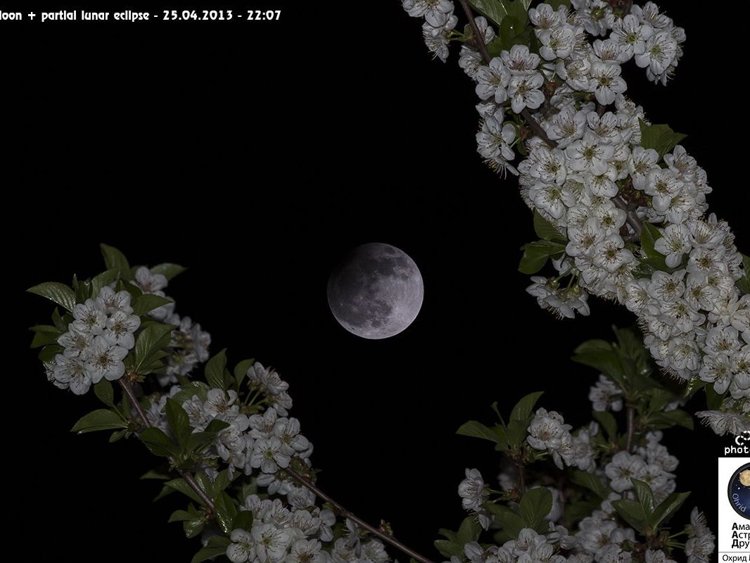 水月雨（MoonDrop）AutumnMoon+NOBUNAGA Eclipse Moondrop Autumn Moon Upgrade Cable (Blessing 2) : r
