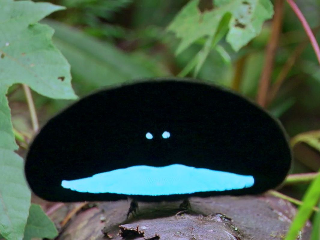 The 'Black Hole' Optical Illusion of the Bird of Paradise