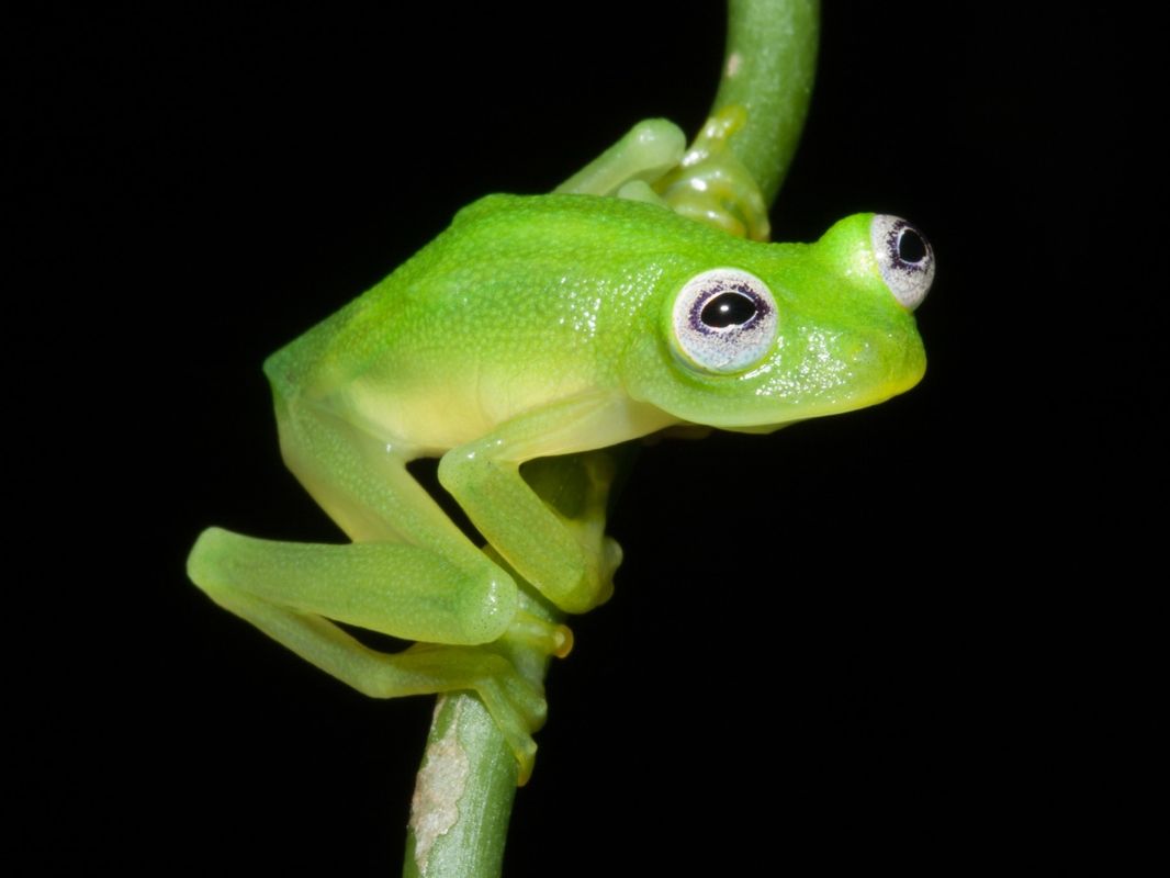 Kermit the Frog Look-Alike Among 5 New Species Uncovered | Live