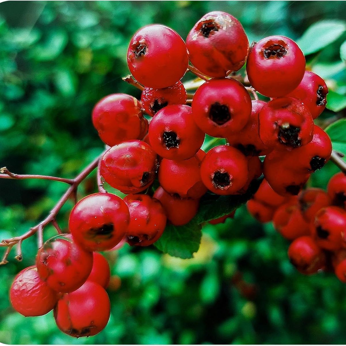 Scarlet Firethorn - Pyracantha Coccinea - Live Shrub Plant - Red Berry White Flower - Emerald Goddess Gardens - Starter Sz 4 Inch Pot