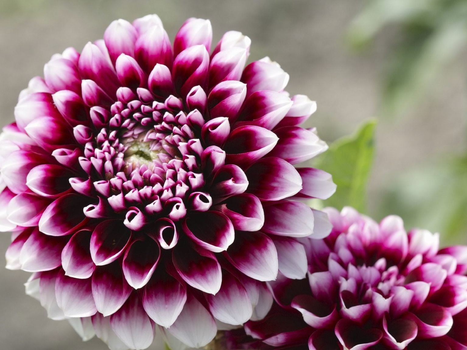 Dahlia Varieties - Learn About Different Types Of Dahlia Flowers ...