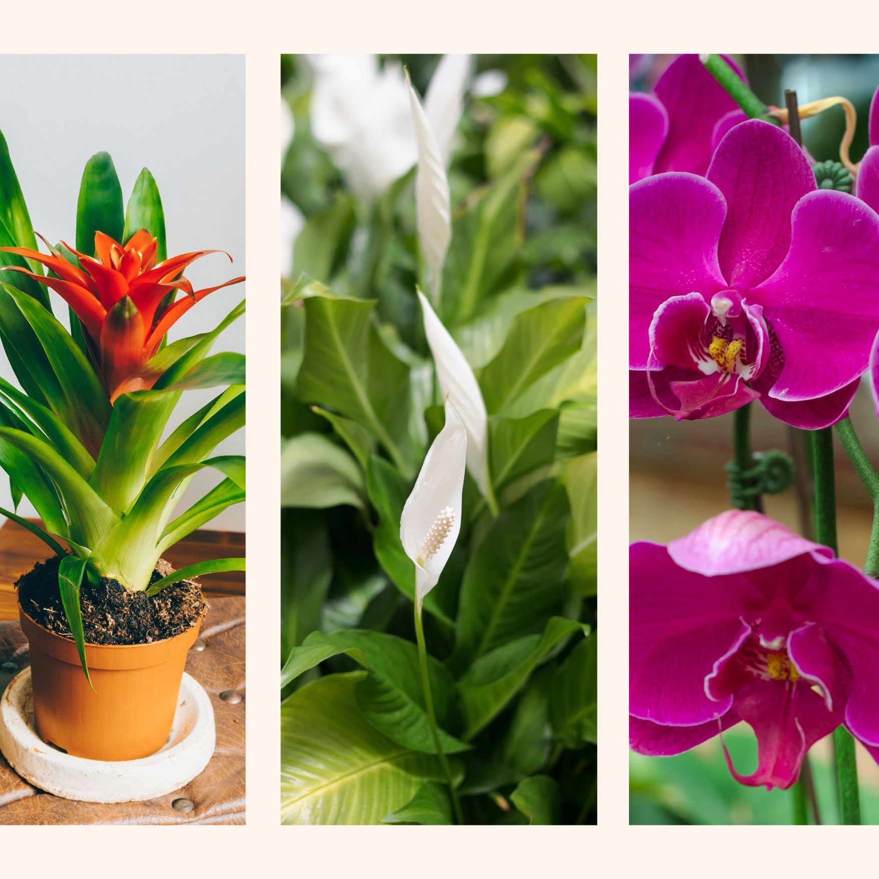 The best flowering houseplants recommended by plant experts | Woman & Home