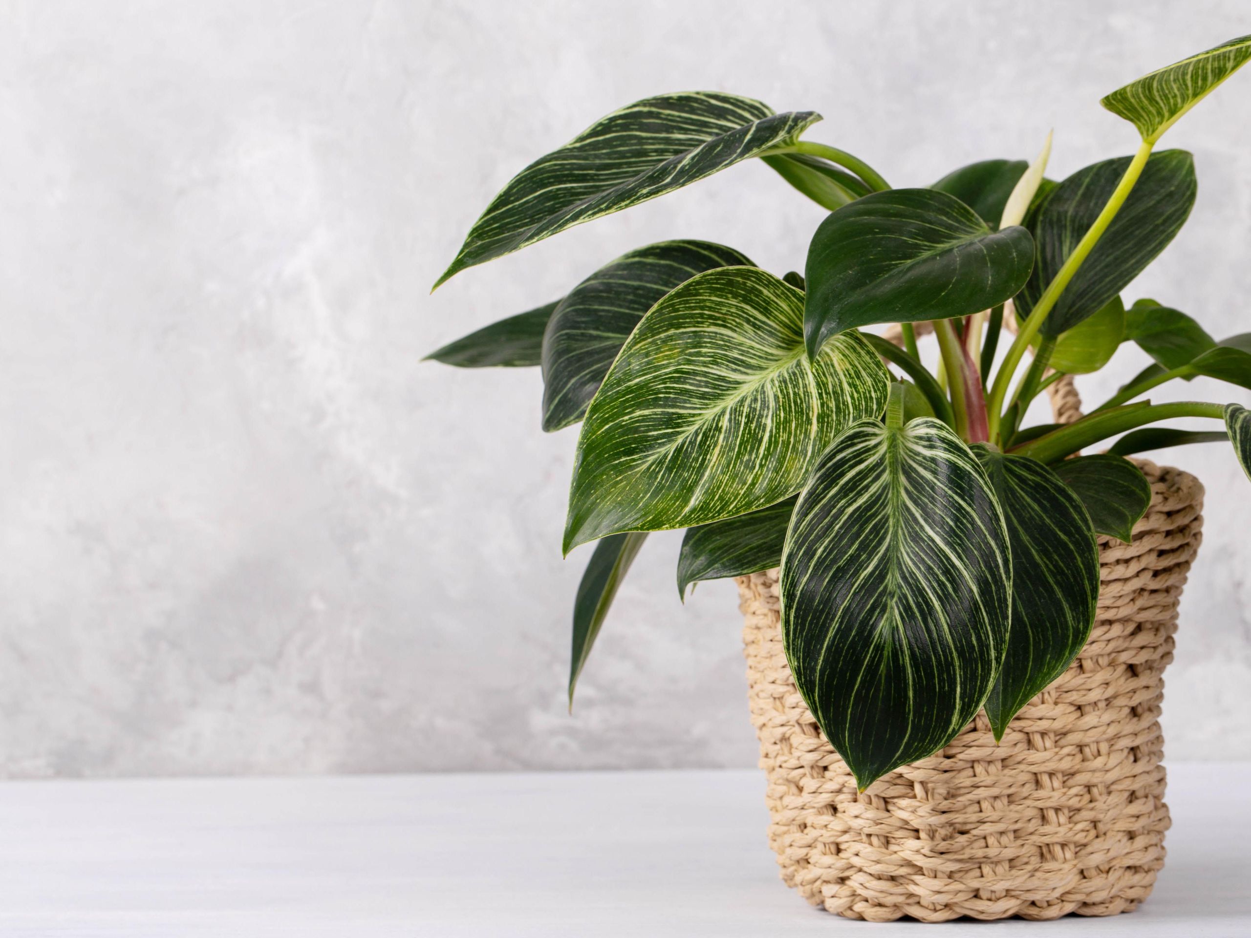 5 best plants to help cool down your home | Tom's Guide
