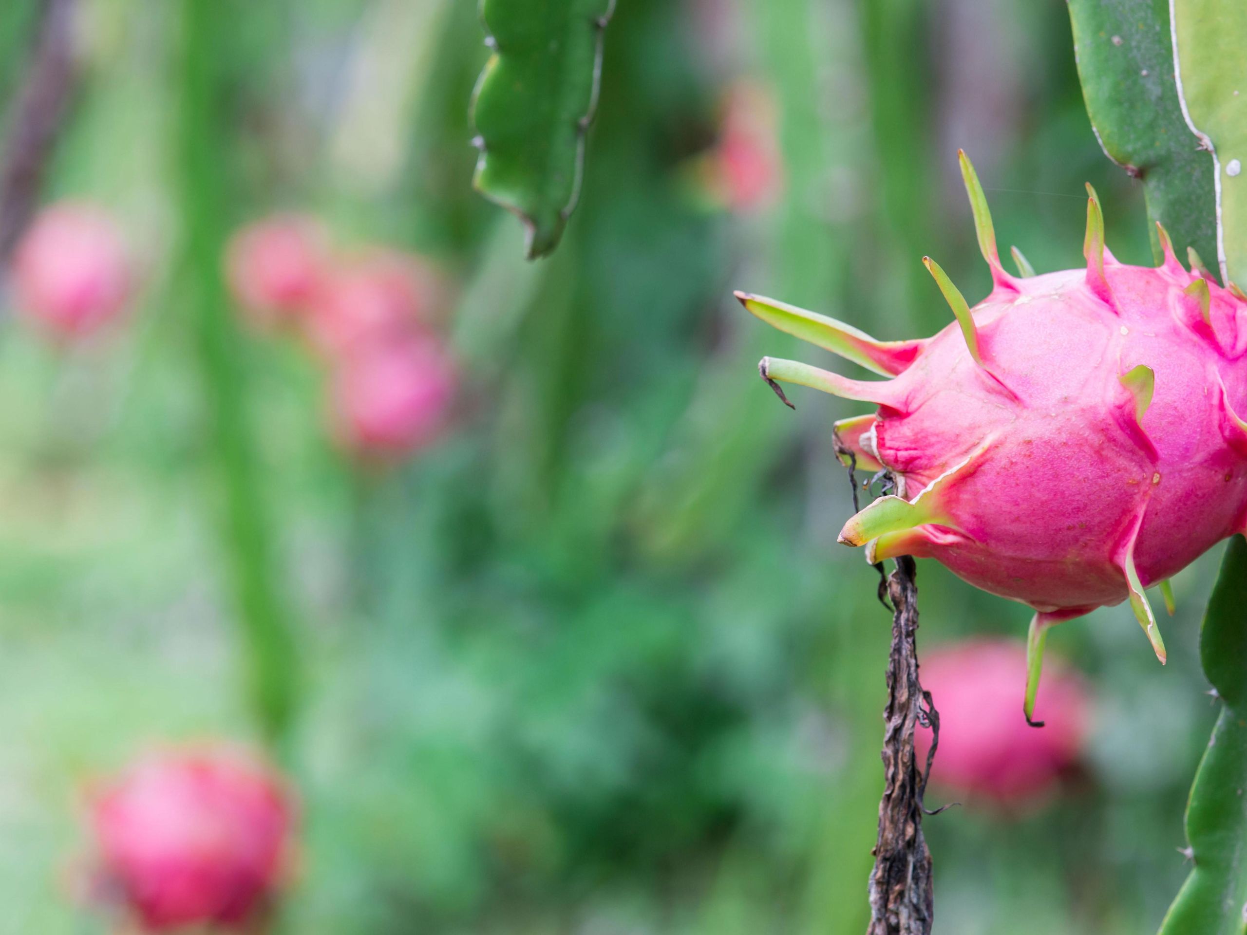 How to grow dragon fruit: both indoors and outside | Homes and Gardens