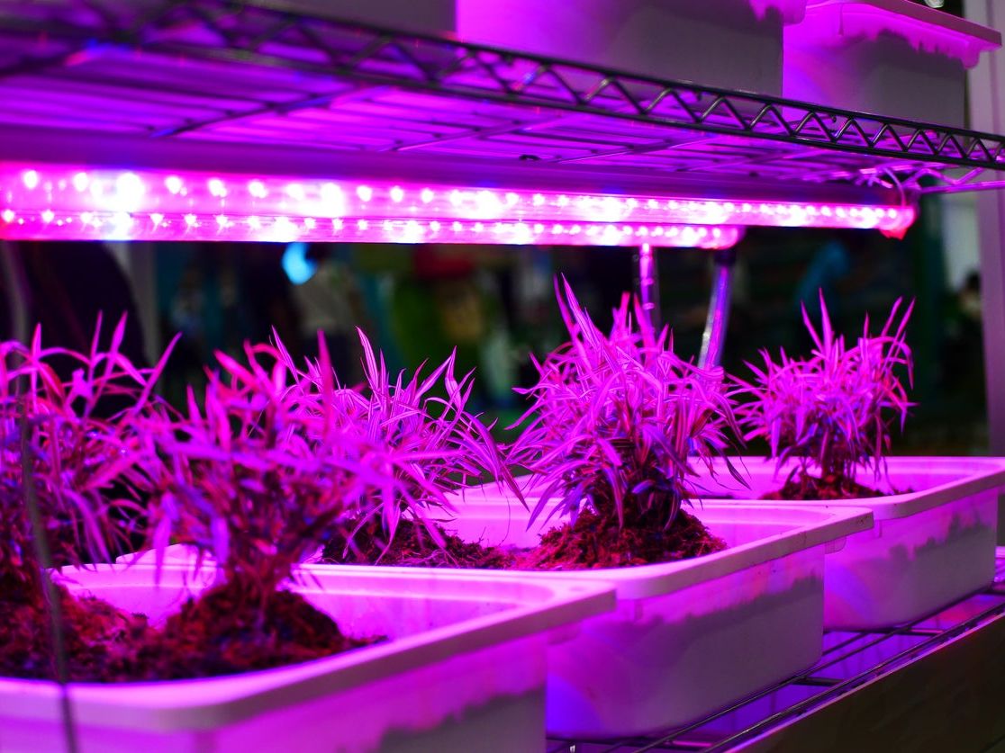 Difference Between LED Lights And Grow Lights: Are LED Lights Better For Plants | Gardening Know How Difference Between LED Lights And Grow Lights: Are LED Lights Better For Plants | Gardening Know How