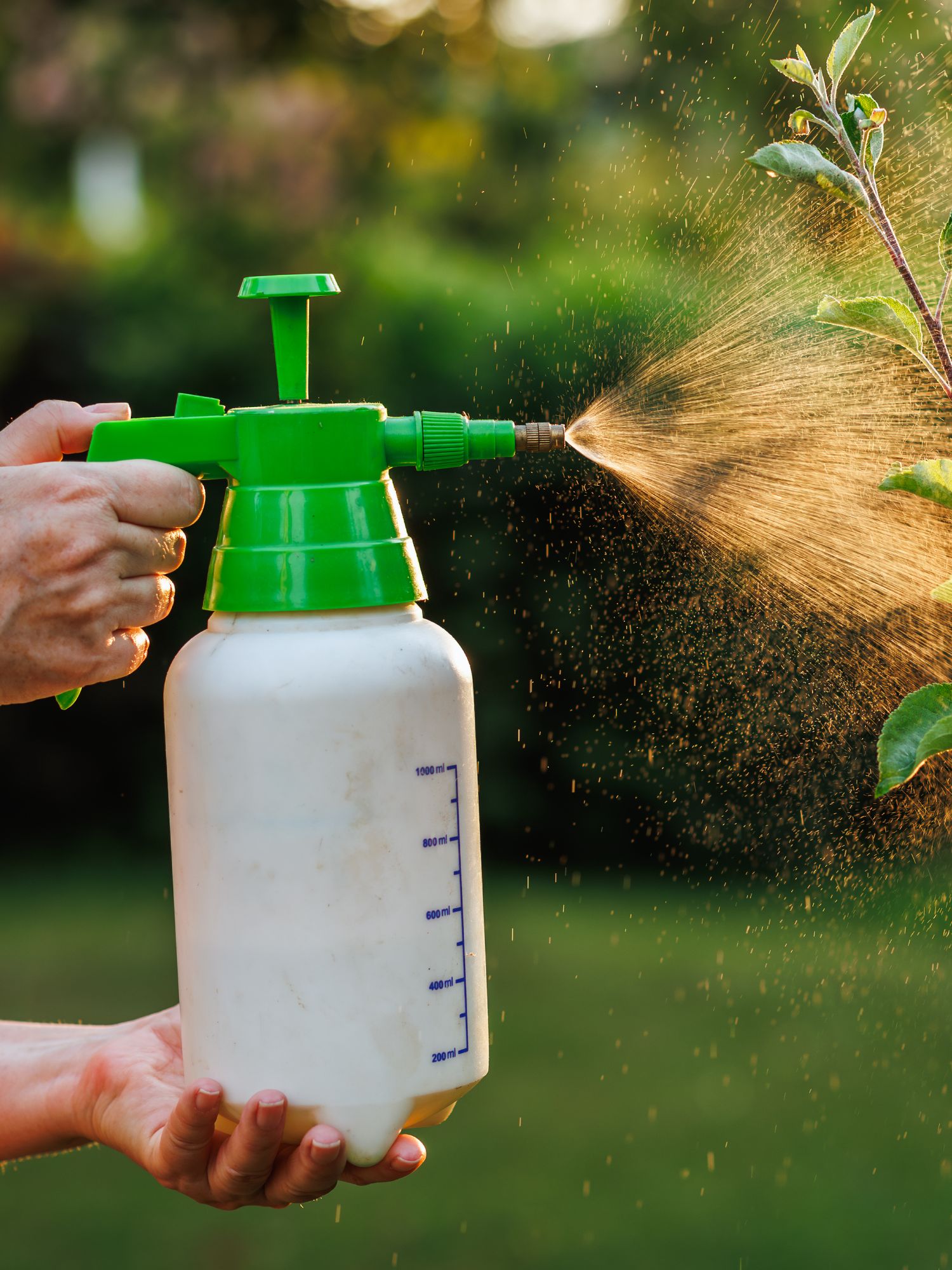 Garden pump sprayer applying a fine mist of insecticidal soap to outdoor plant foliage to control pests.