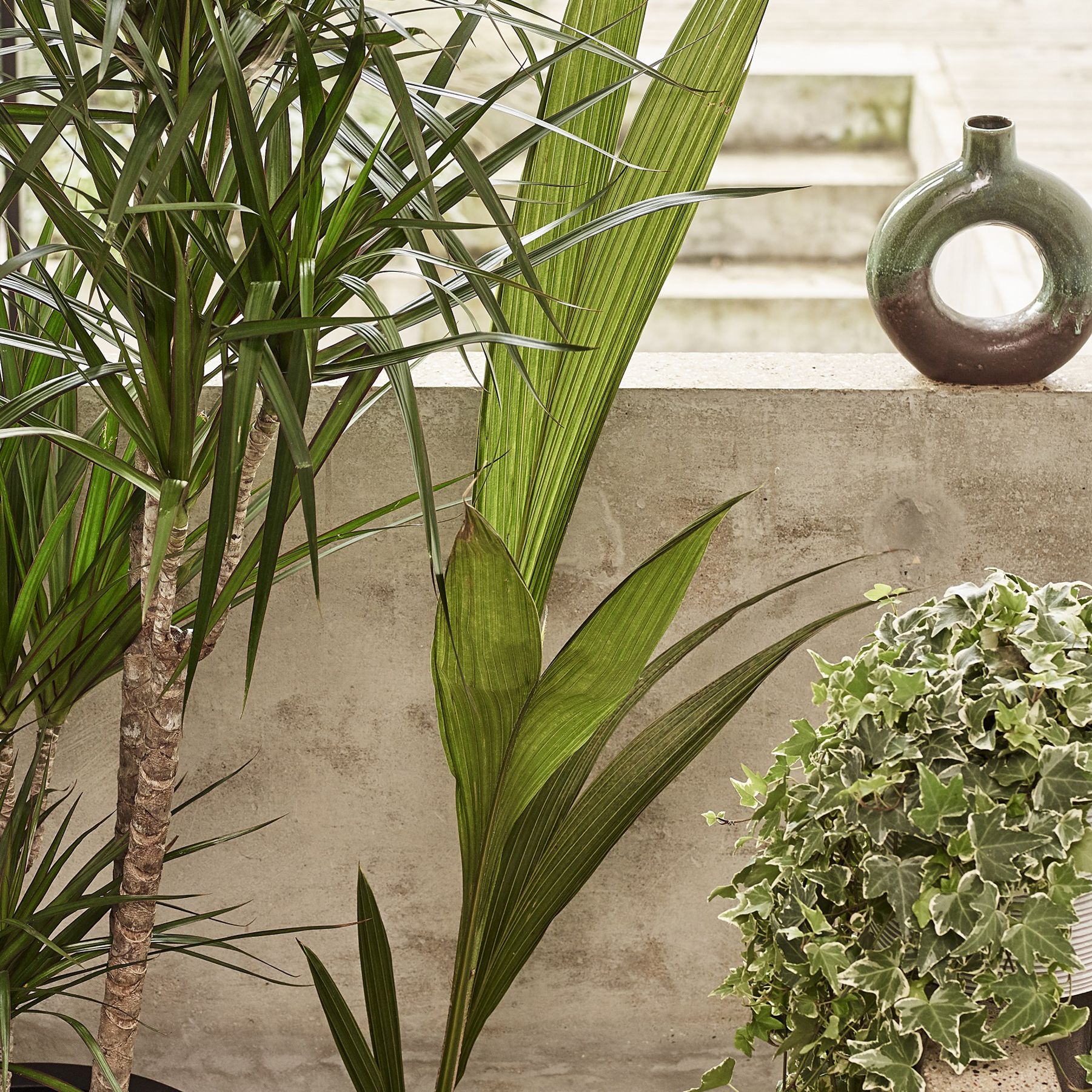 bronze velvet philodendron Philodendron 'Velvet' | Indoor Plant | Tropical Plant | Potted Plant