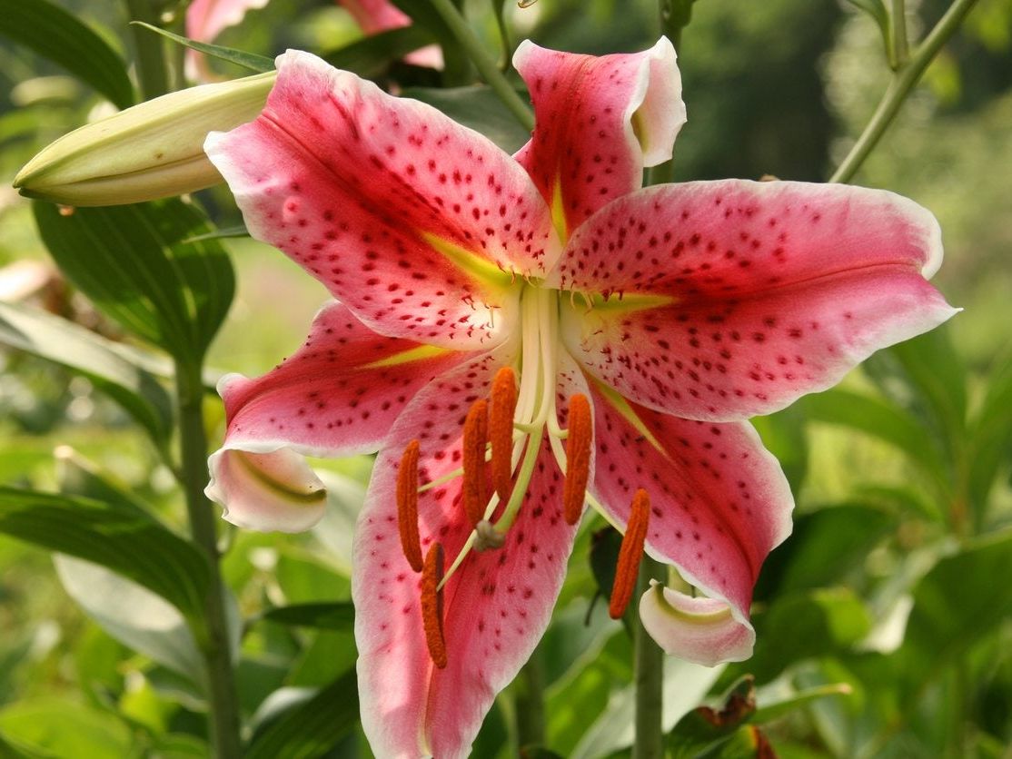 Oriental Lily Plant Care  How To Grow Oriental Lilies In The Garden