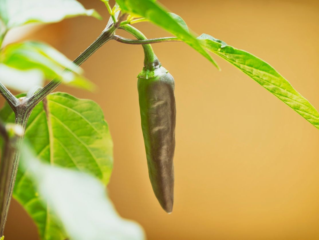 money plant seeds Money Plant Seeds (Lunaria Biennis)