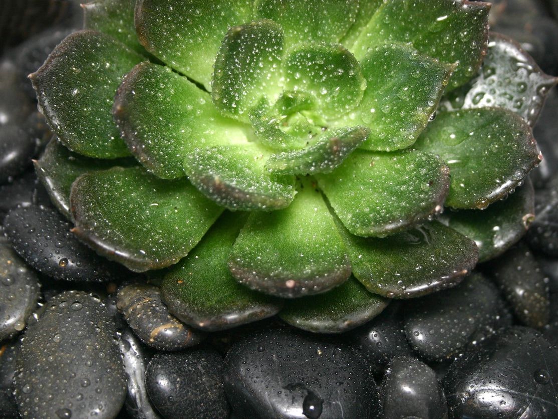 What Is A Black Prince Succulent: Learn About Black Prince Echeveria Care |  Gardening Know How