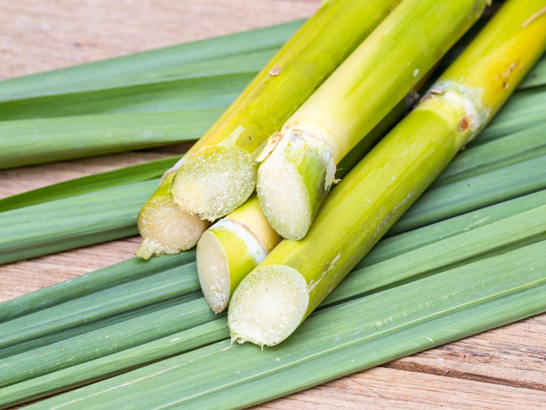 Differences Between Sugarcanes  Learn Aobut Various Types Of Sugarcane |  Gardening Know How