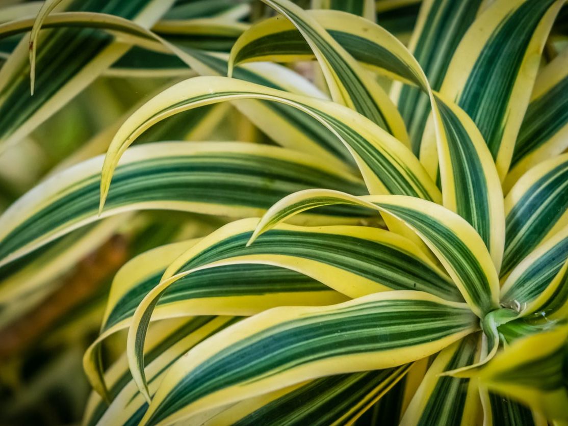 What Is A Corn Plant  Tips For Growing A Dracaena Corn Plant | Gardening  Know How
