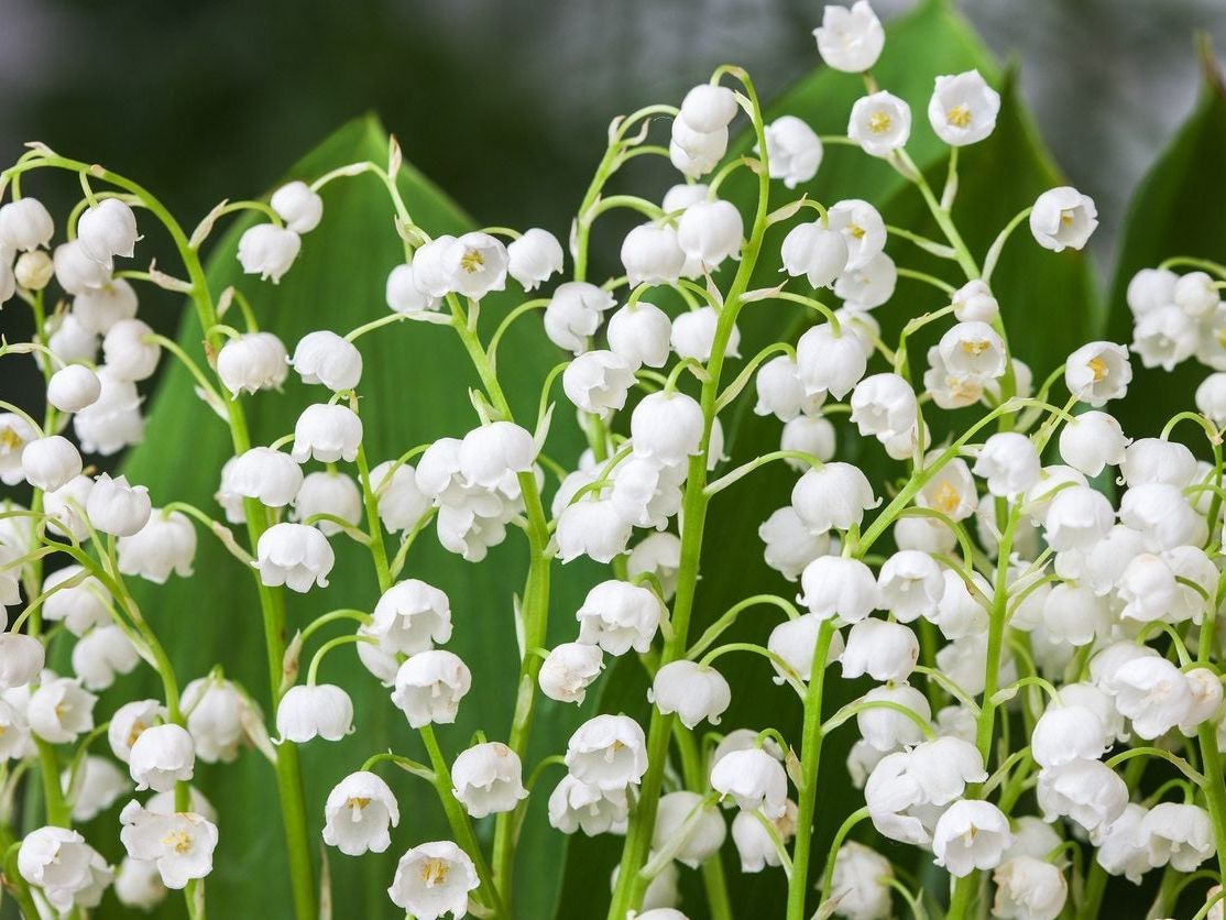 Types Of Lily Leaves With Pictures Infoupdate types-of-lily-leaves-with-pictures-infoupdate