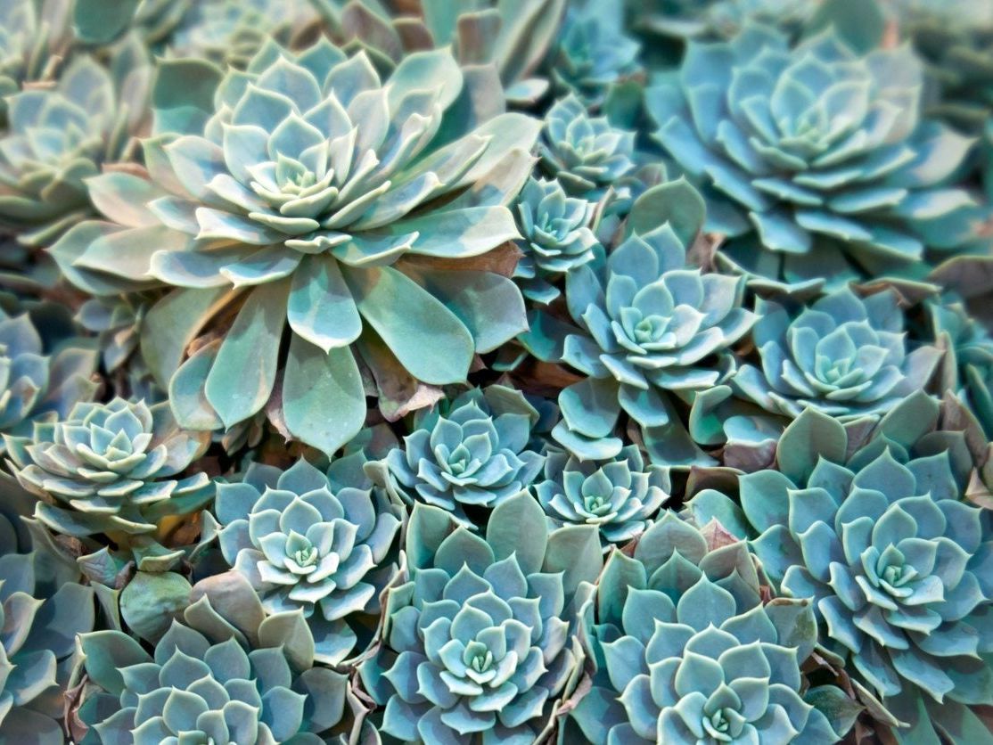 Monocarpic Succulent Information - What Are Monocarpic Succulents |  Gardening Know How