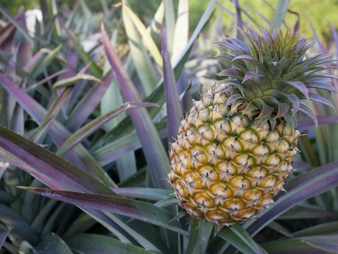 Does Pineapple Die After Fruiting - How Often Does Pineapple Bear Fruit |  Gardening Know How