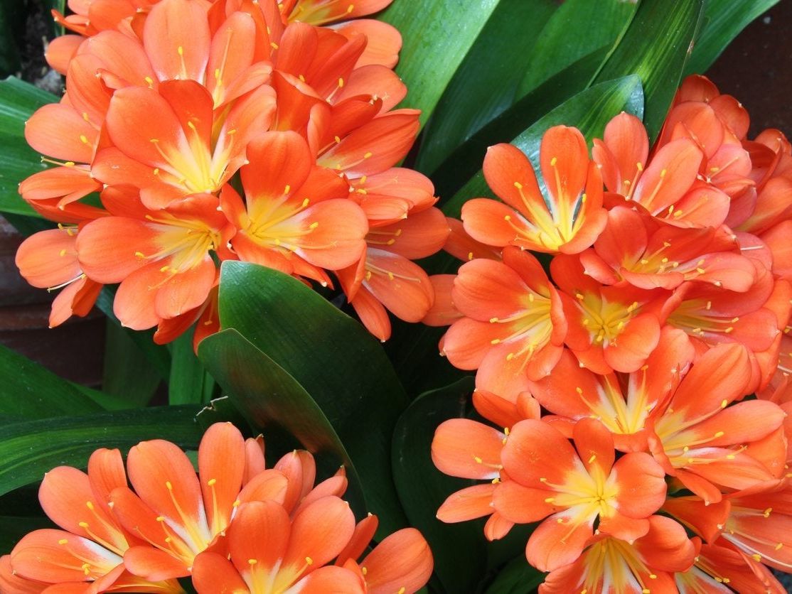 Clivia Lily Outdoor Requirements - Tips For Growing Clivia Lily In The  Garden | Gardening Know How