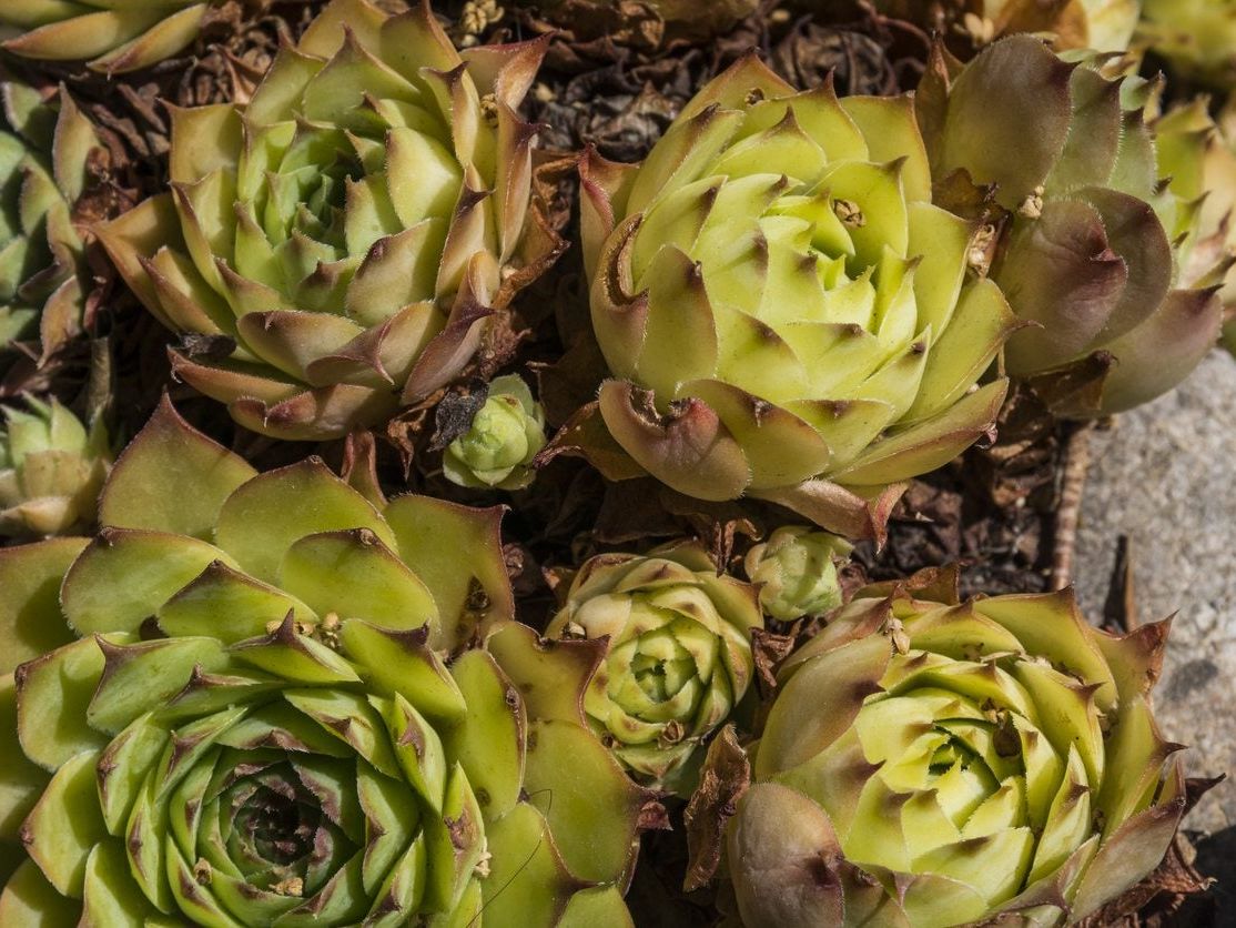 What Is Jovibarba: Learn How To Care For Jovibarba Plants