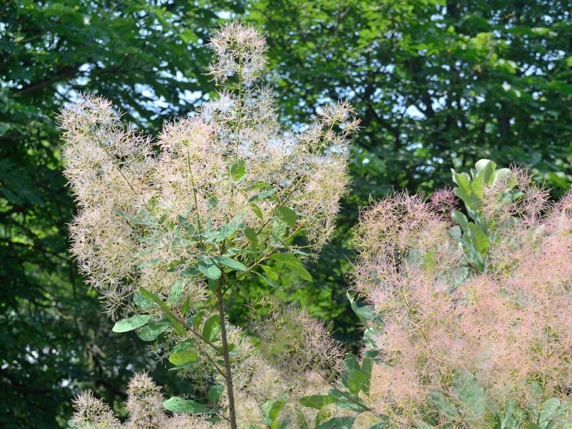 Smoke Tree Reproduction: Learn About Propagating Smoke Trees | Gardening  Know How