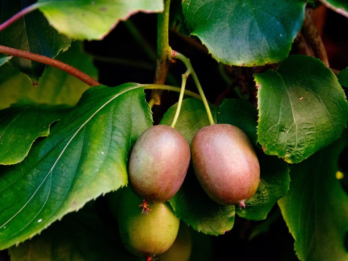 キウイ×5 Rare JUMBO KIWI Tree (5,30 ,60 0r 120 SEEDS )combined Shipping