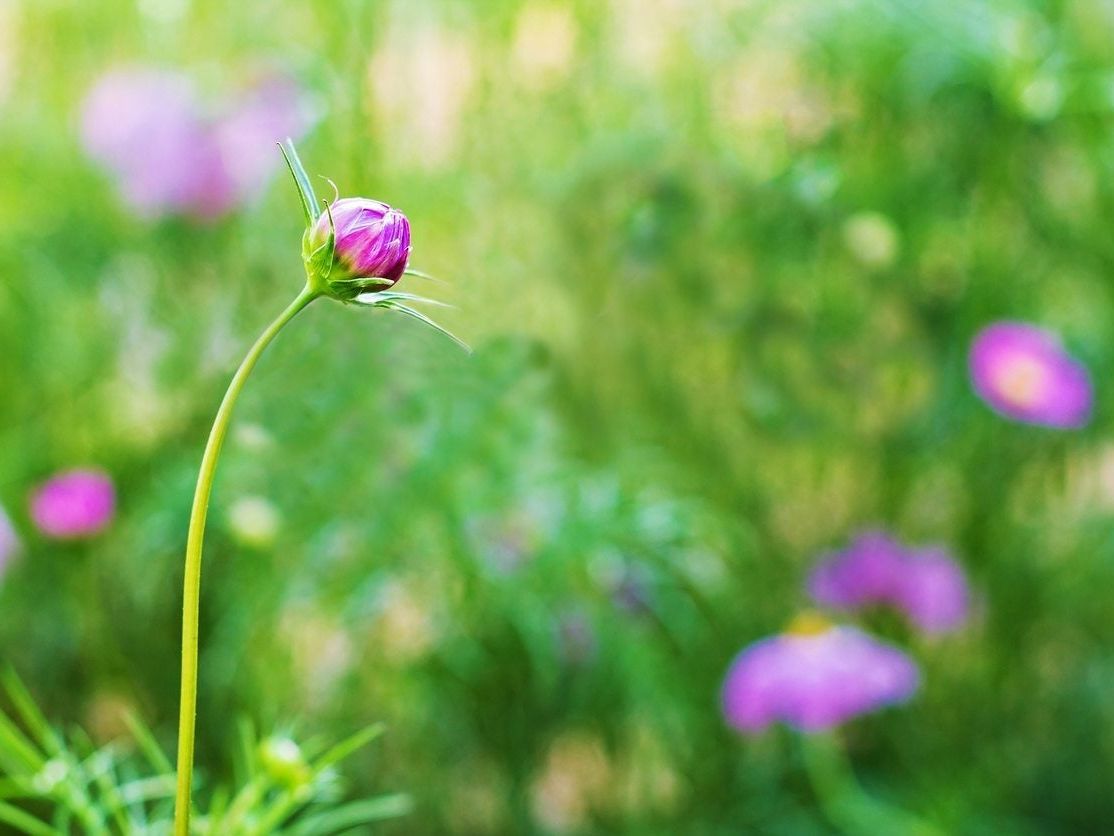 Buds On Plants: Identifying Flower Buds And Leaf Buds | Gardening Know How