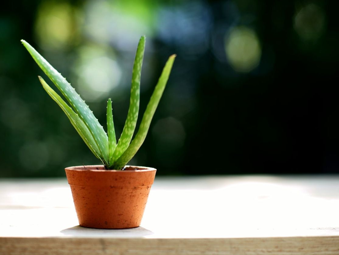 Growing Aloe From Seeds: Learn How To Collect Aloe Seeds For Planting |  Gardening Know How