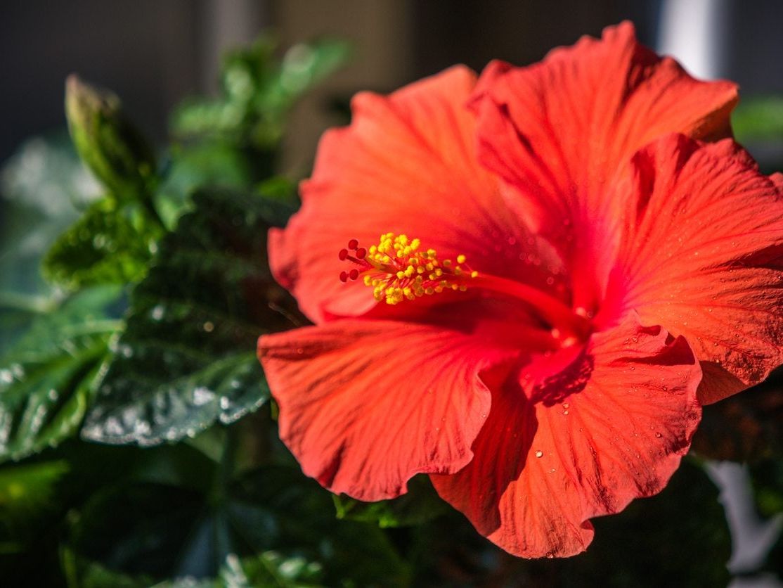 HIBISCUS FOAM FLOWERS -M8 – Sei Polynesian Chic